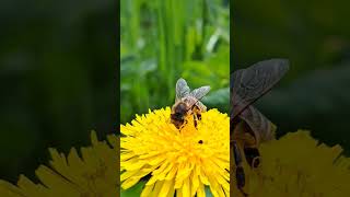 bee #bee #insect #insects #nature #flower #life #wildlife