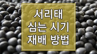 2023년 서리태 심는 시기 및 재배방법 알아보기