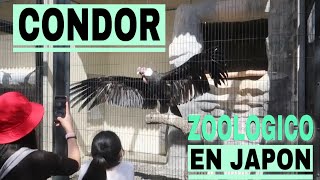 CONDOR ANDINO CONQUISTA JAPON