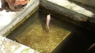 Kolam ikan nila sederhana belakang rumah