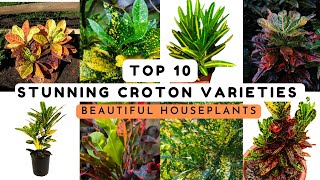 Top 10 Stunning Croton Varieties 🌿 | Bold & Beautiful Houseplants