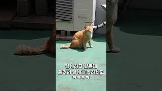 식빵굽는 뚱냥이