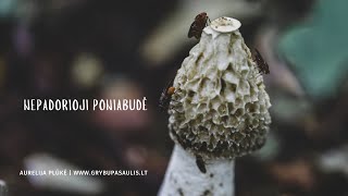 PAPRASTOJI PONIABUDĖ (Common stinkhorn / Phallus impudicus)