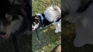 Pomsky and Samoyed tangled my feet and tried stealing the beef stew chunks out of my pocket