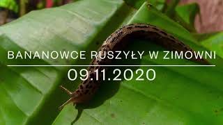 124.🌴🍌Bananowce ruszyły w zimowni🌴🍌09.11.2020🍌