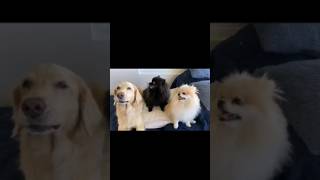 My dog is singing with her dogs cousin's. Mi perrita cantando en compañía de sus primas perritas