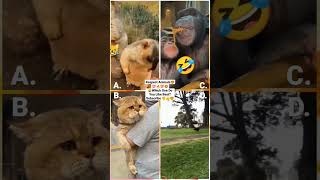 Funny Animal Videos 2022 - Funniest Cute Cats And Dogs Video #cat #shorts #animals #trending #tiktok