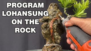 PROGRAM BONSAI LOHANSUNG CINCUAN || LOHANSUNG BONSAI