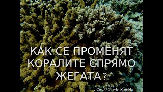 Ще оцелеят ли КОРАЛИТЕ глобалното затопляне? НН85