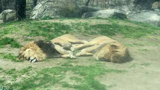 Lions Sleeping