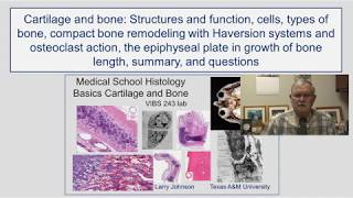 Cartilage and Bone- Structures and functions, cells, types of bone, compact bone remodeling