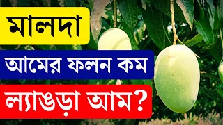 Malda News: আমের ফলন কম এবছর মালদা জেলায় | Malda Mango 2024