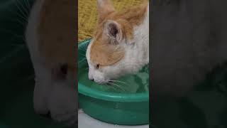 cat drinking water