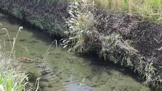 Koi Fish in Drainage Canal, Kurume