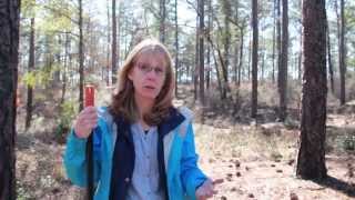 What to Consider Before Raking for Pine Straw