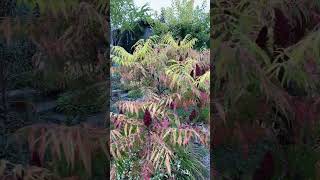 Sumac ‘Tiger Eyes’