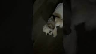 Cute dog #song #love #dog #doglover #doglovers #dogshorts #shorts #shortvideo #remix