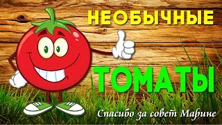 Необычные сорта томатов 2019