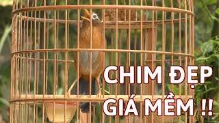 Mã số 243-Lông mới chuẩn bị hoàn thiện đang vào điện hót hét cực tốt | Khải Chim Tuyên Quang