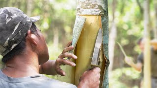 How Tons of Cinnamon Spice Is Harvested in Forests Every Year