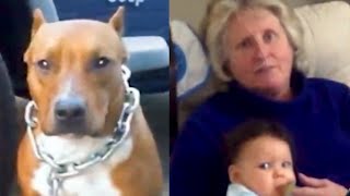 Woman's own Pit Bull mauled her mother to death