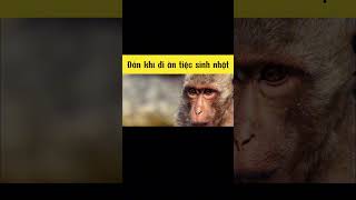 Bữa ăn tự phục vụ hài hước | review nhảm #animals #funny #hai#short