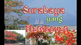 Surabaya Berbunga Flamboyan | Wisata Surabaya