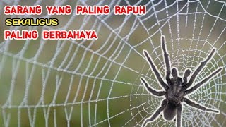 FAKTA MENARIK DARI SARANG LABA LABA - Karakteristik dari penciptaan Makhluk.