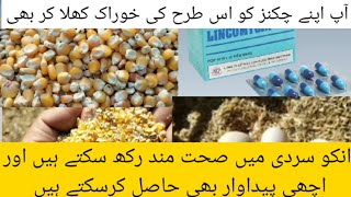 Chicken Winter Treats | Flock Winter Care |Winter Survival Foods for Poultry Birds| Dr.M.Asif