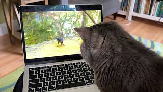 2024.05 Tabby watches Bird TV