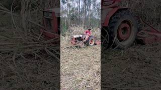 Roçando cana depois da geada para passar com tanque de esterco !