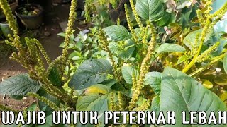 PETERNAK LEBAH KLANCENG WAJIB TANAM POHON INI !!!