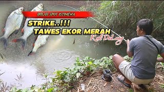 HARUS PAKAI TEGEK MEDIUM HARD. Mancing ikan tawes liar di kali yang banyak rumponnya.