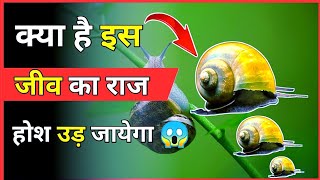 क्या है घोंघे की राज 😱 amazing facts about snail#shorts