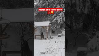 Watch deer in the snow 🦌🙂 #shorts #deer #animals