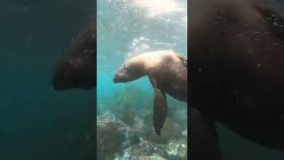 Hungry Seal at Montague Island 🦭🦭🦭