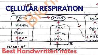 ATP & Cellular Respiration || Best Notes|| Biochemistry