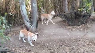 Canguro australiano y Dingos.(Perro salvaje de Australia).