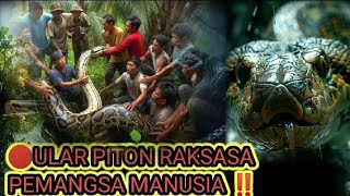 Ular Piton Raksasa Pemakan Manusia Ditangkap di Sulawesi - Kisah Nyata Para Petani Berjuang Melawan