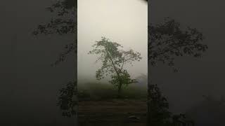 #shortsvideo #explorethebeautyofnature #musicgenre #love #enjoy #musicsong #sunrise#fog#morning