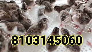 Guinea Fowl Chicks available for sale one day old chicks All India transport available 8103145060