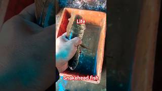 I saved a snakehead fish #fish #fishing #ytshorts #shortsvideo #youtubeshorts #viral #song