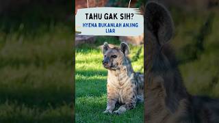 HYENA Bukanlah Anjing Liar