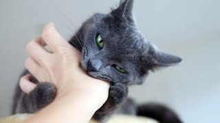 Baby Cats - Cute cat funny video compilation,kitten kutu mawoo,