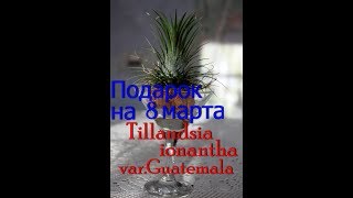 Как ухаживать зимой за орхидеей Ликаста. И подарок на 8 марта Tillandsia атмосферная