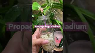 Caladium in Water || Water Propagation