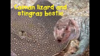 Cutie Caiman Lizard 🦎 and Stingray Bestie at the Los Angeles Zoo🐚🪸