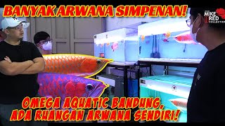 SULTAN MUDA BANDUNG! ARWANANYA SAMPE DIUMPETIN! [Omega Aquatics, Bandung]