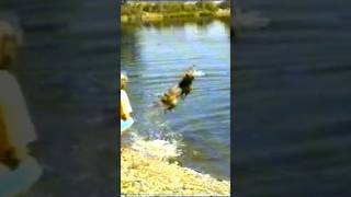 Дог паркур Dog parkour #parkour #dog #паркур