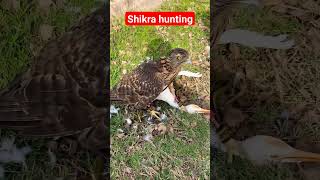 Goshawks hunting eagret 😍#birds #eaglehunting #shikratraining #animals #hunting